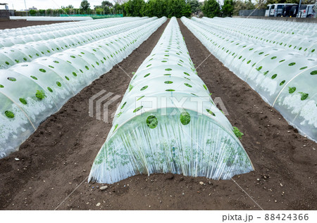 ニンジンのトンネル栽培のイメージ