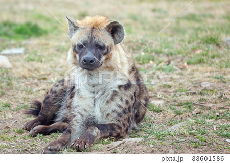 ブチハイエナ かわいい アフリカ ハイエナ科の写真素材