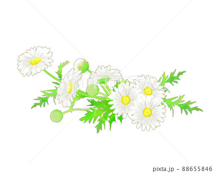 マーガレット かわいいのイラスト素材