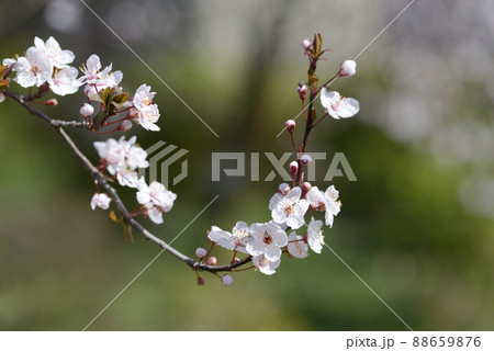 桜に似た花の写真素材 桜に似た花の写真素材