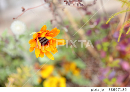 ガーベラ 花芯 花 しべの写真素材