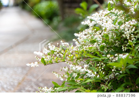 石畳の小径の脇の可愛い白い小花