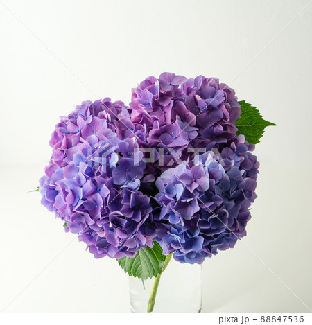 花 紫陽花 生け花の写真素材