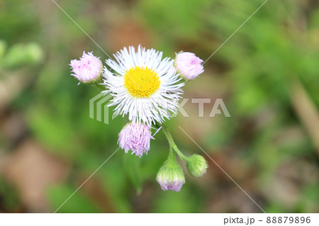 貧乏草 雑草 花の写真素材