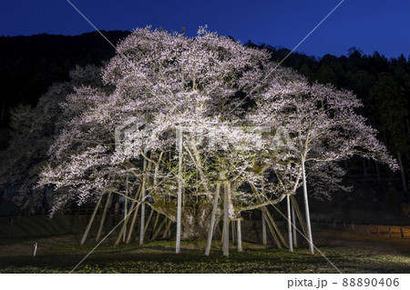 根尾谷淡墨桜の写真素材 - PIXTA