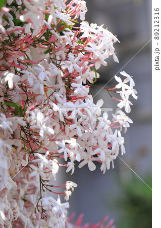 ピンクジャスミンの写真素材