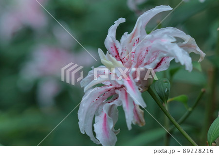 フランスの国花の写真素材