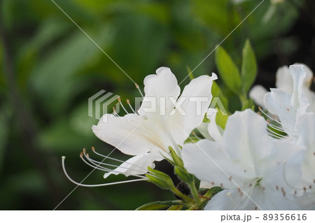 白いアザレアの写真素材
