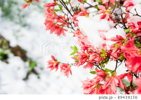 花 つつじ 朝露 花弁の写真素材 - PIXTA