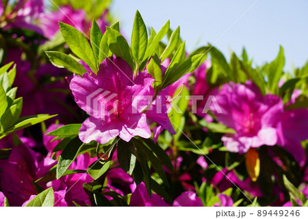 植物双子葉類合弁花類の写真素材