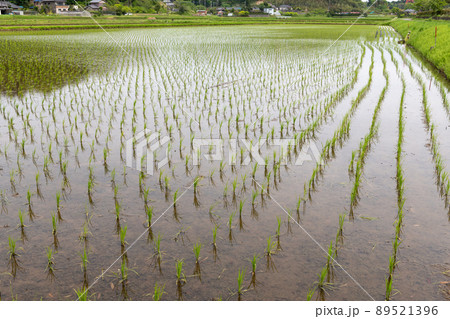 田植えを終えた水田のイメージ