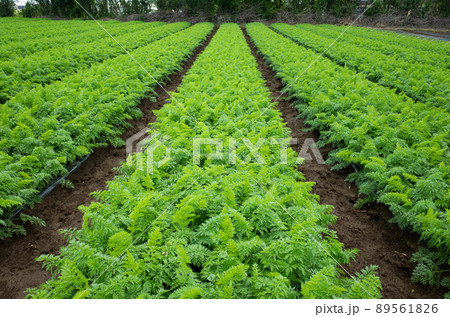 収穫を控えた人参畑のイメージ