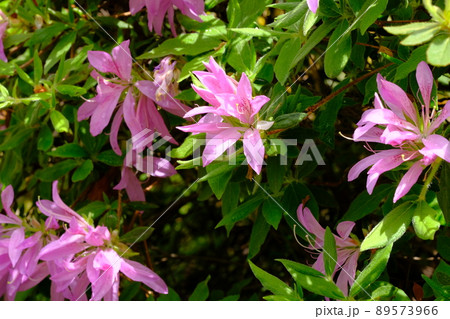 花 モチツツジ 花車 植物の写真素材 - PIXTA