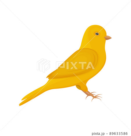 鳥 カナリア かわいい イラストのイラスト素材