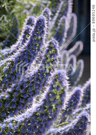 エキウム カンディカンス 花 エキウム ムラサキ科の写真素材