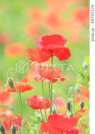 コクリコ 植物 花の写真素材