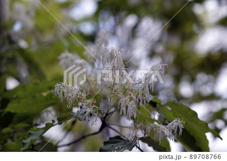 アオダモの花の写真素材