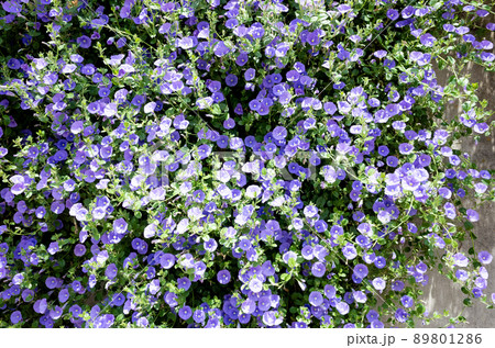 日差しの中で塀に咲き誇る紫色の小花