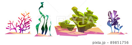 藻類のイラスト素材