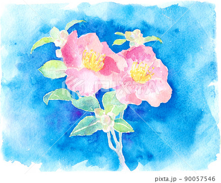 山茶花 水彩画 花 水彩のイラスト素材 - PIXTA