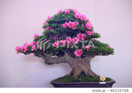 皐月盆栽の写真素材 - PIXTA