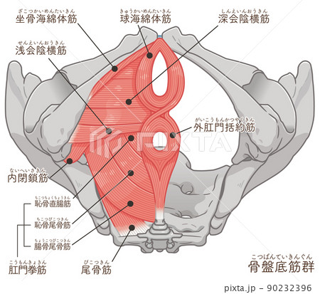 Illustration of female muscles from the front - Stock Illustration  [72770253] - PIXTA