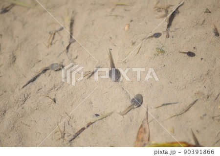 オタマジャクシの写真素材