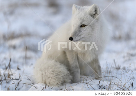 ツンドラ気候の写真素材