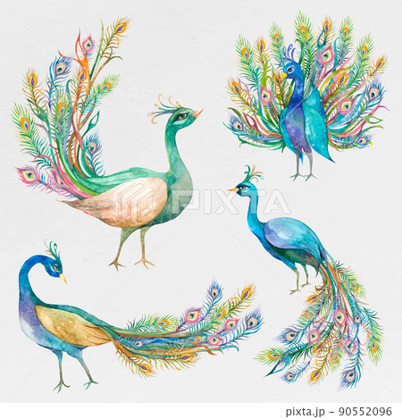 Peacock Vectors