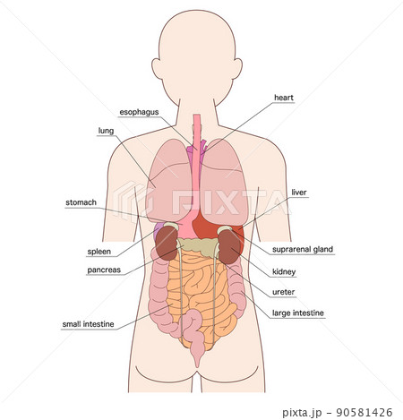 人体解剖図 人体解剖 背中 背面のイラスト素材