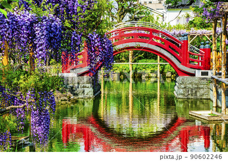 亀戸天神社 太鼓橋（女橋）の写真素材 - PIXTA