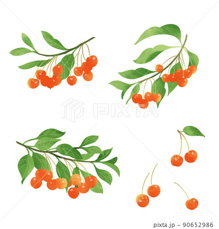 フルーツ サクランボ かわいい イラストのイラスト素材