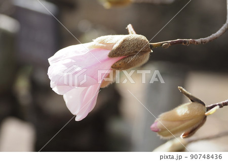 ひめこぶし 花の写真素材