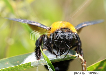 クマンバチ かわいい 昆虫の写真素材
