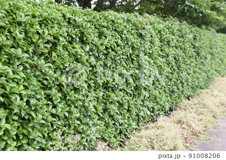 ヒイラギモクセイ 生垣 常緑樹 モクセイ科の写真素材
