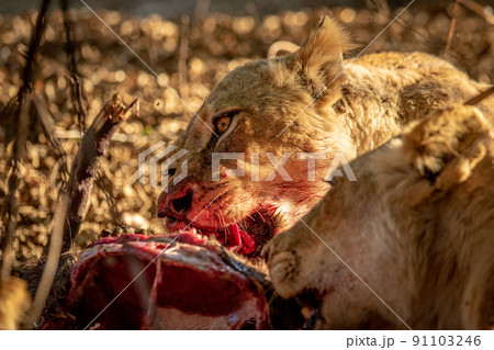 肉食動物の写真素材 肉食動物の写真素材