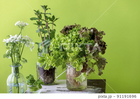 花 レタス サニーレタス 野菜の写真素材