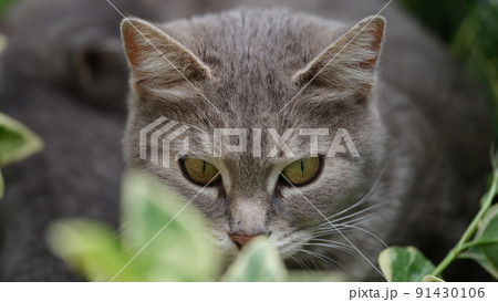 猫 ネコ 正面 歩く 一つ 前面の写真素材