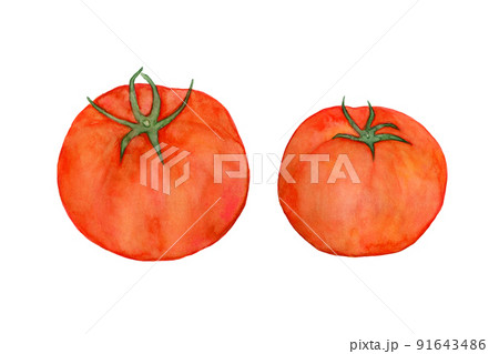 トマト 水彩画 水彩 実のイラスト素材 - PIXTA