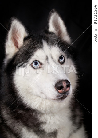 シベリアンハスキーの写真素材
