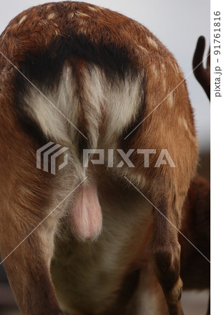動物の金玉の写真素材