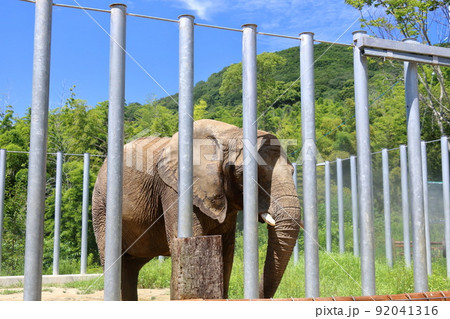 象の檻 象 檻 動物園の写真素材