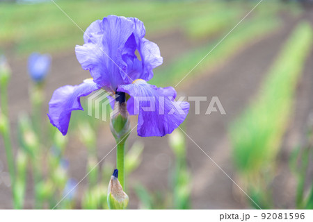 ハナショウブのイメージ