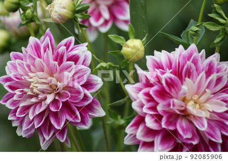 メキシコの国花の写真素材