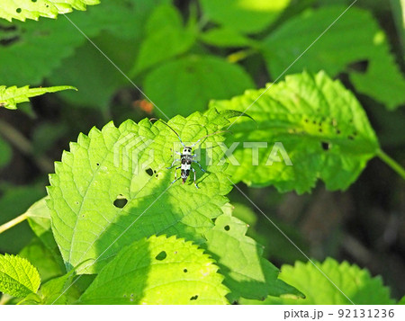 パンダカミキリ 可愛いの写真素材