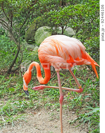 片足立ち 鳥の写真素材