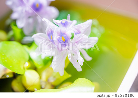 浮草 浮き草 水草 植物の写真素材 浮草 浮き草 水草 植物の写真素材