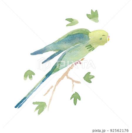 インコ オウムのイラスト素材集 ピクスタ