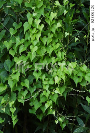 自然薯の花 山芋の写真素材