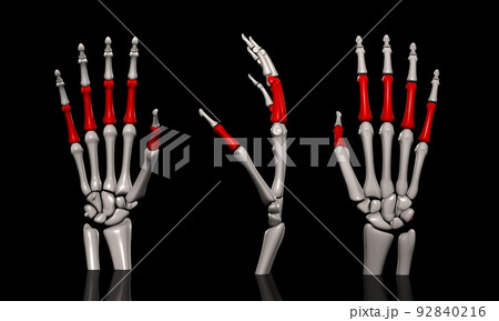 手根骨のイラスト素材